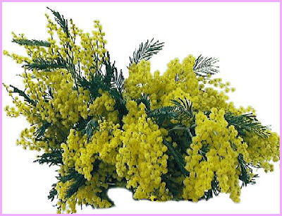 8 Marzo - La Festa della Donna